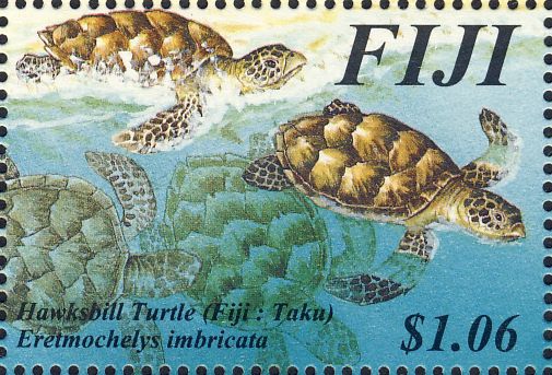 Eretmochelys imbricata