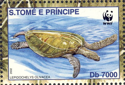 Lepidochelys olivacea