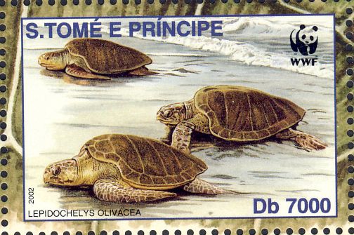 Lepidochelys olivacea