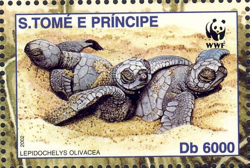 Lepidochelys olivacea Lepidochelys olivacea