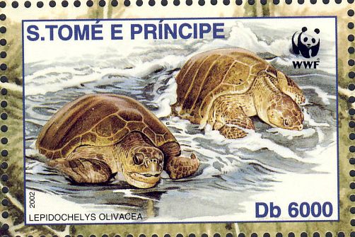 Lepidochelys olivacea