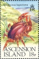 Gecarcinus lagostoma, author: Collection Georges Declercq