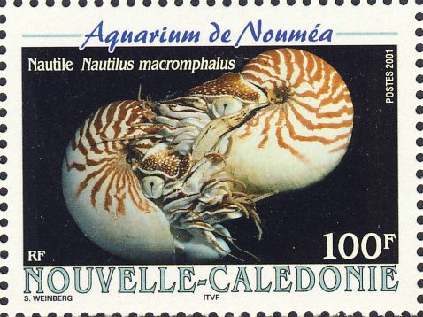 Nautilus macromphalus