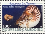 Nautilus macromphalus