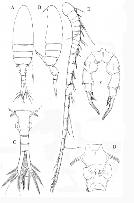 Pseudodiaptomus terazakii female