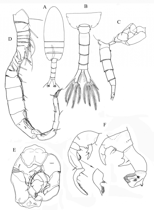 Pseudodiaptomus terazakii male Pseudodiaptomus terazakii male