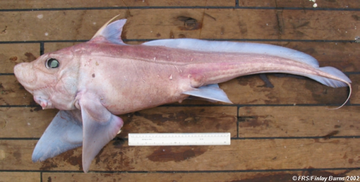 Hydrolagus pallidus Hardy & Stehmann, 1990 