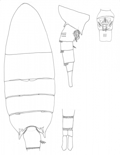 Pseudodiaptomus trispinosus female body