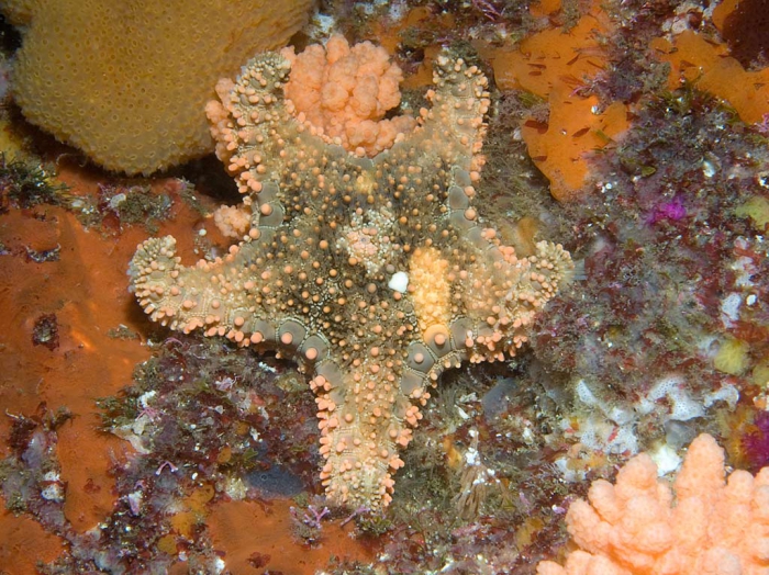 Calliaster baccatus, South Africa Calliaster baccatus, South Africa