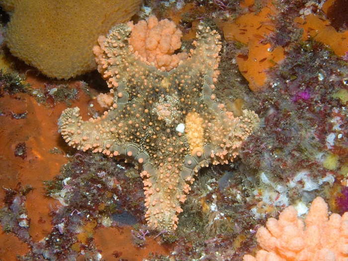 Calliaster baccatus, South Africa