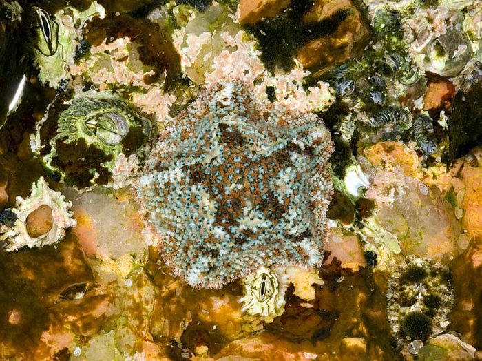 Patiriella dyscrita, South Africa Patiriella dyscrita, South Africa