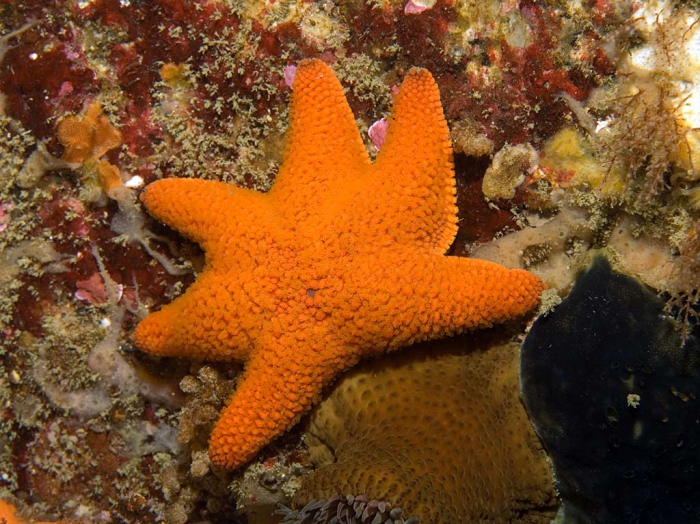 Callopatiria granifera, South Africa Callopatiria granifera, South Africa