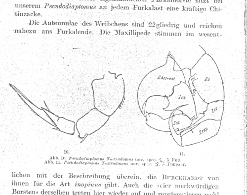 Pseudodiaptomus nostradamus 