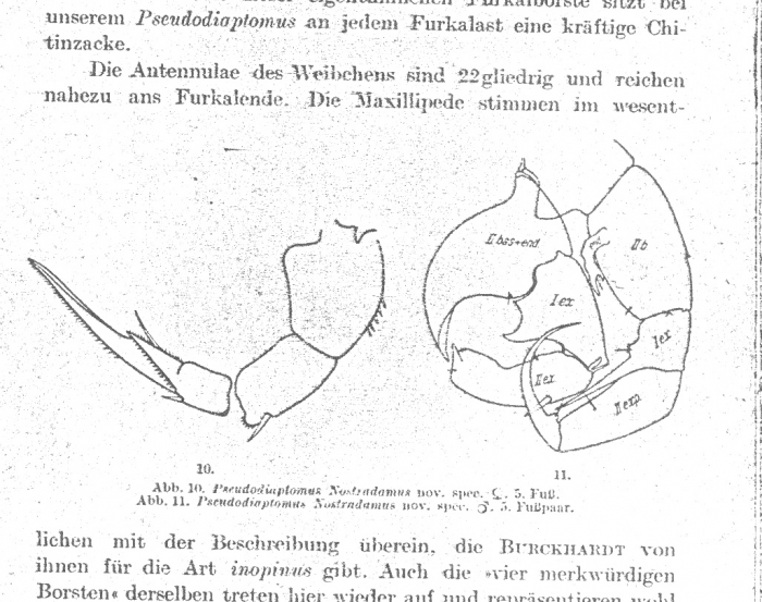 Pseudodiaptomus nostradamus 