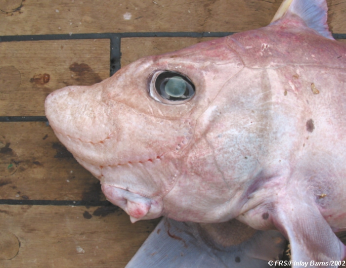 Hydrolagus pallidus Hardy & Stehmann, 1990 Hydrolagus pallidus Hardy & Stehmann, 1990