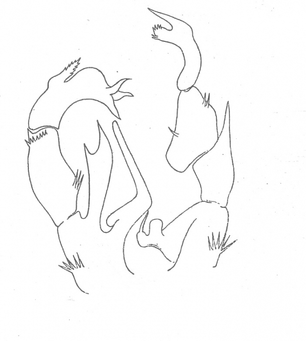 Pseudodiaptomus tollingerae Pseudodiaptomus tollingerae