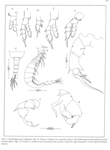 Pseudodiaptomus tollingerae 