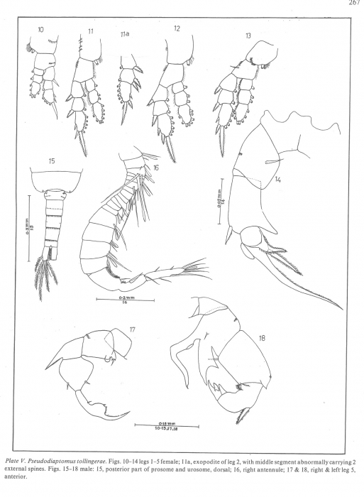 Pseudodiaptomus tollingerae Pseudodiaptomus tollingerae