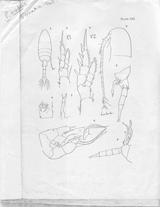 Pseudiaptomus nudus Pseudiaptomus nudus