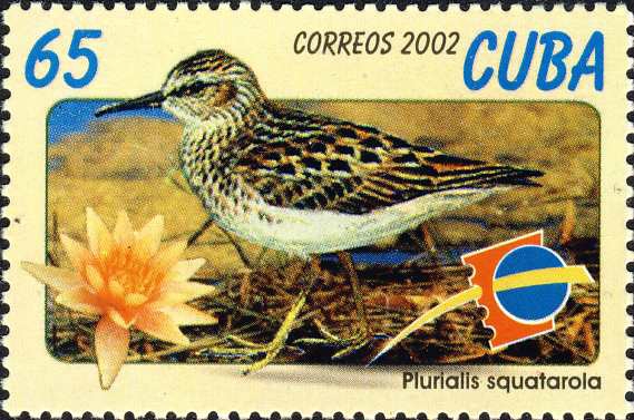 Calidris minutilla