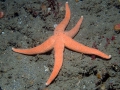 Echinodermata (echinoderms)