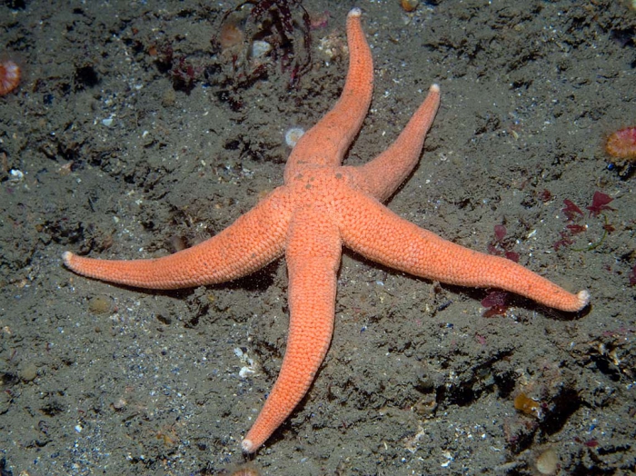 Stichastrella rosea, Ireland Stichastrella rosea, Ireland