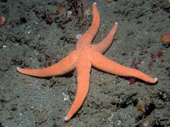 Stichastrella rosea, Ireland