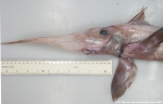 Chimaeriformes