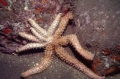 Echinodermata (echinoderms)