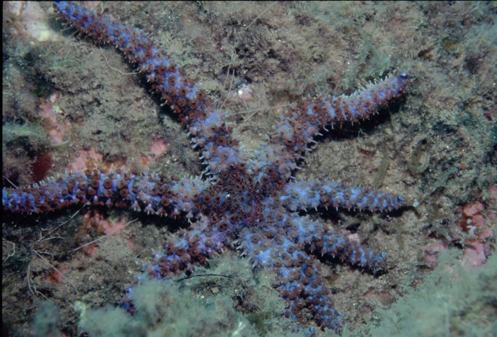 Coscinasterias tenuispina Coscinasterias tenuispina
