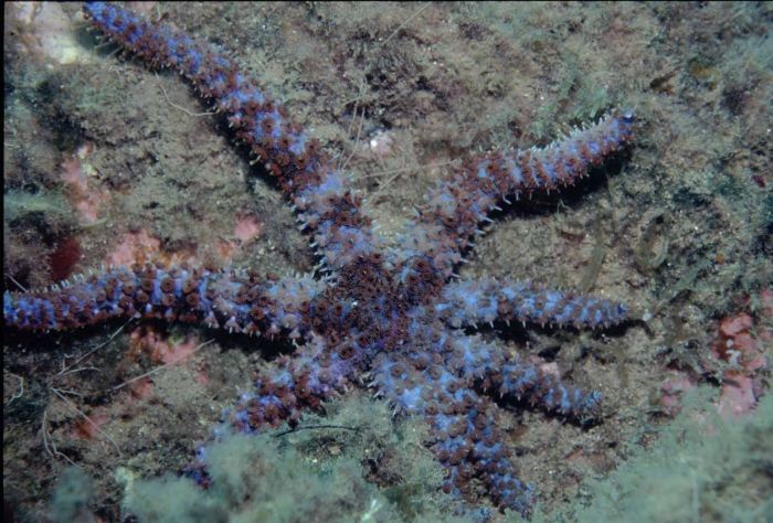 Coscinasterias tenuispina