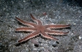 Echinodermata (echinoderms)