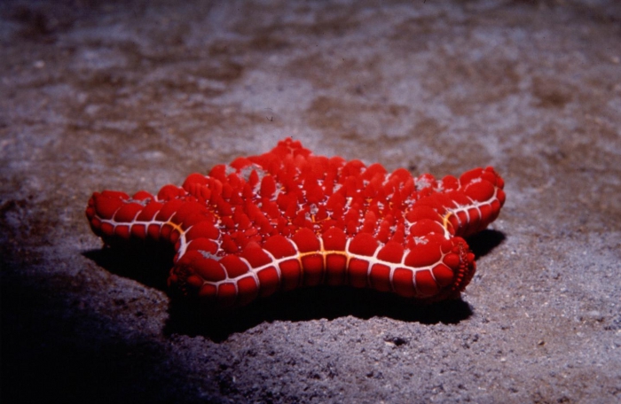 Goniaster tessellatus