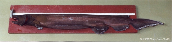 Chlamydoselachus anguineus Garman, 1884 