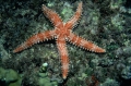 Echinodermata (echinoderms)