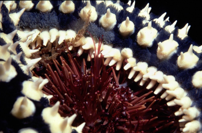 Marthasterias glacialis Marthasterias glacialis