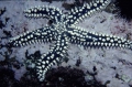 Echinodermata (echinoderms)