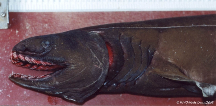 Chlamydoselachus anguineus Garman, 1884 Chlamydoselachus anguineus Garman, 1884