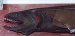 Hexanchiformes