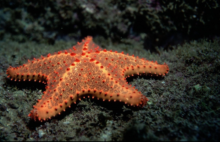 Oreaster clavatus