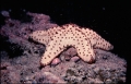 Echinodermata (echinoderms)