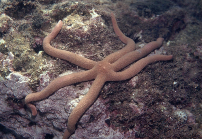 Linckia guildingi