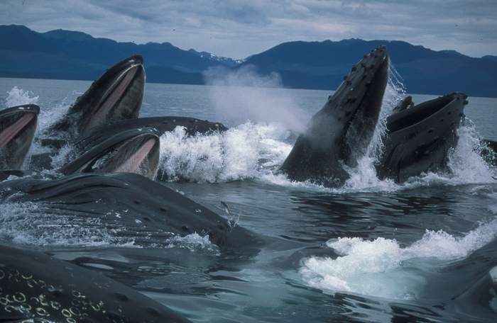 Feeding humpback whales