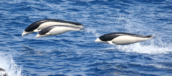 Southern right whale dolphin Southern right whale dolphin