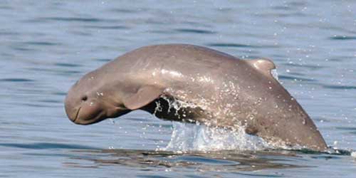 Irrawaddy dolphin in the Philippines Irrawaddy dolphin in the Philippines
