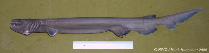 Chlamydoselachus anguineus Garman, 1884 Chlamydoselachus anguineus Garman, 1884