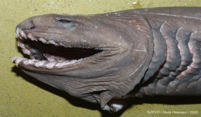 Chlamydoselachus anguineus Garman, 1884 Chlamydoselachus anguineus Garman, 1884