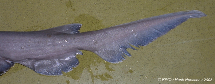 Chlamydoselachus anguineus Garman, 1884 