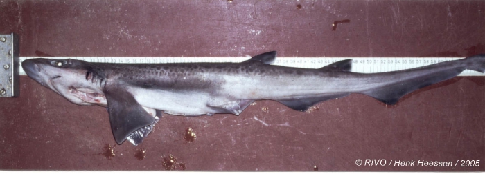 Galeus melastomus Rafinesque, 1810 Galeus melastomus Rafinesque, 1810
