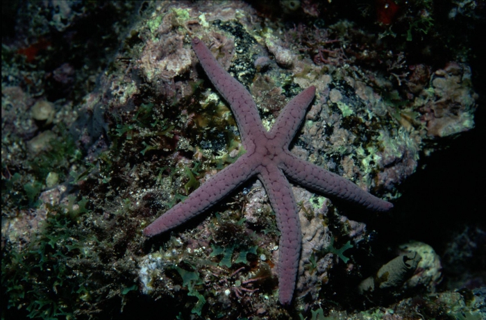 Linckia bouvieri Linckia bouvieri
